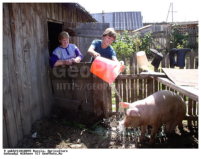 �������� ���������, �����������, ����������� ���, �������, ���������, ������������, ������������ ���, ����, ��������, �������� ���, ����, ���������, ��������, ��������, �������������, �������������, �����, �����, XYZ, ������, Suidae, �������� ������, Sus scrofa domesticus, Sus domesticus