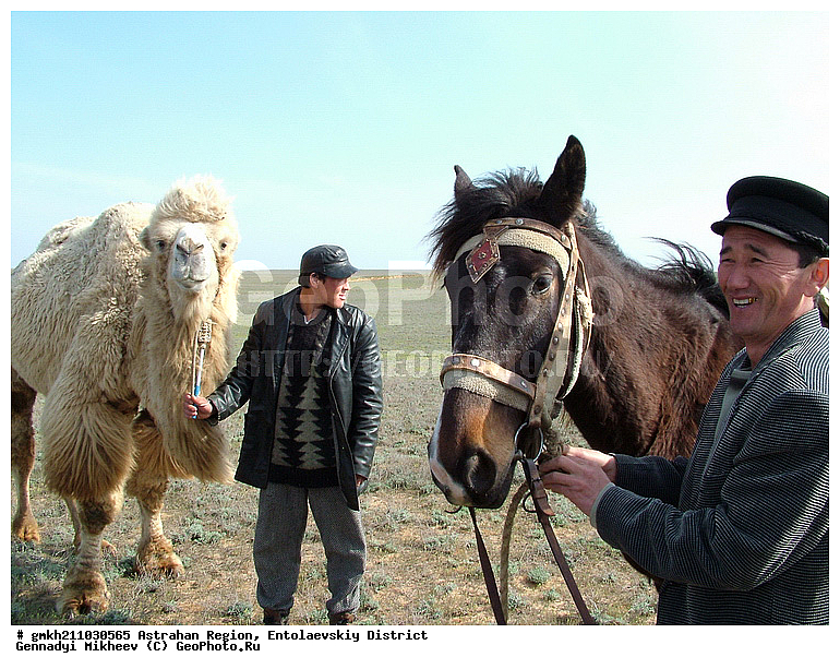 ������������ �������, ��������, ����������� �����, �������, ��������� �����, ��������, ��������, �������������, �������������, �����, �����, XYZ, �����������, Camelidae, ��������� �������, ��������, Camelus bactrianus
