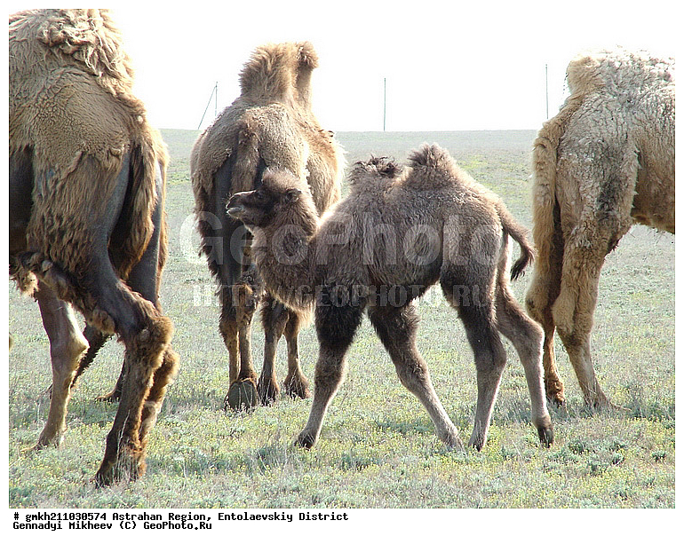 ������������ �������, ��������, ����������� �����, �������, ��������� �����, ��������, ��������, �������������, �������������, �����, �����, XYZ, �����������, Camelidae, ��������� �������, ��������, Camelus bactrianus