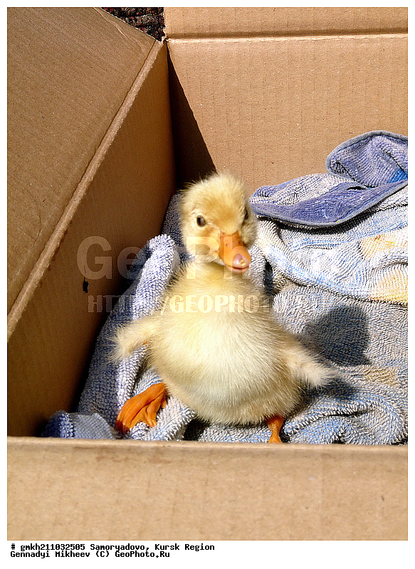 ����������, ������� �������