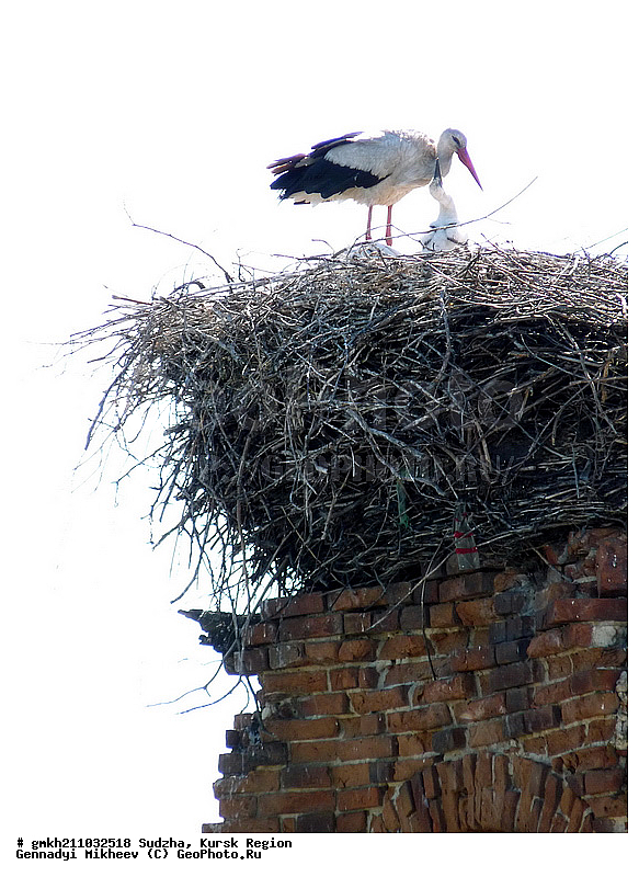 �����, ������� �������