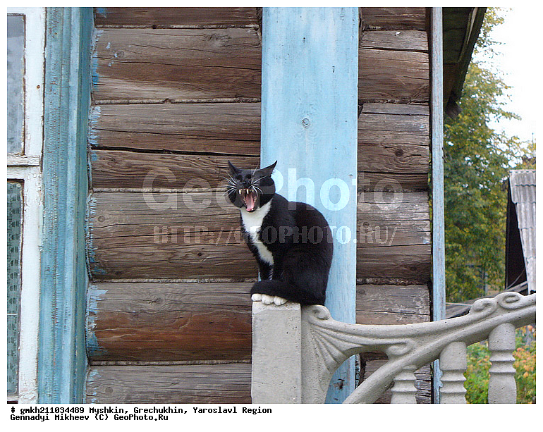 ������, ��������, ����������� �������