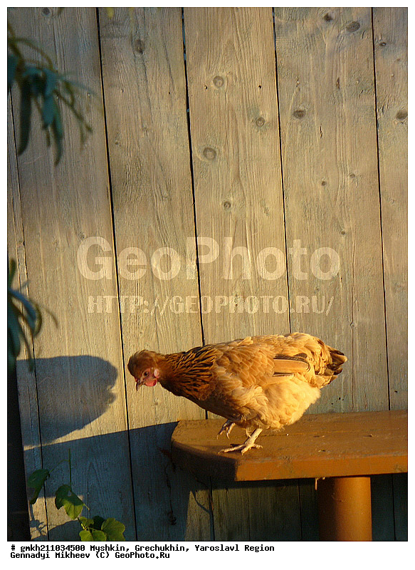 ������, ��������, ����������� �������