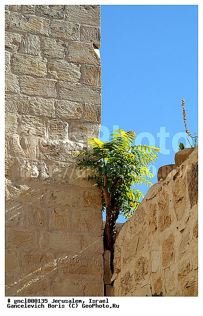 ������ �����, ������, ����