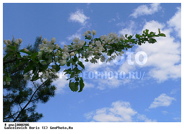 ������, ������, �����. ������, ����, ������