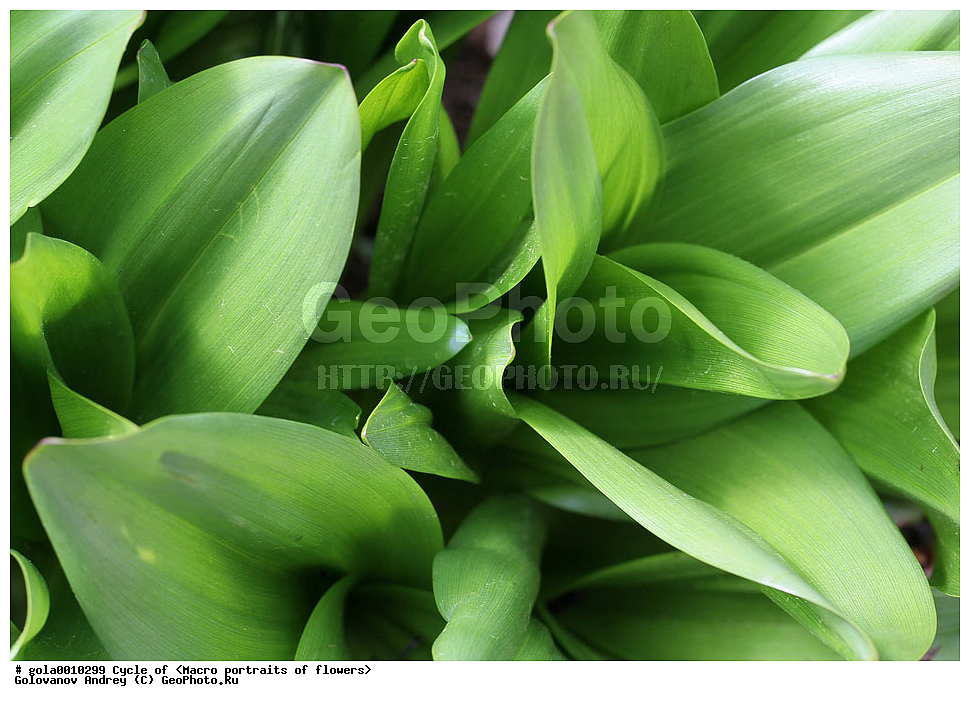  �����, �����, ����������, ��������, ������������ ��������,  �����, ������, ����, ��������