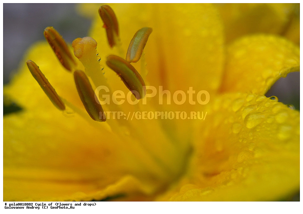 �����, �����, ����������, ��������, ������������ ��������,  �����, ������, ����, ��������, �����, ����, ����, ����� � ����