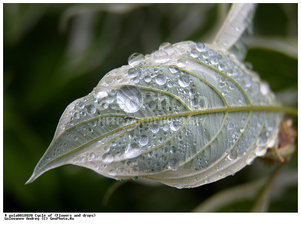 �����, �����, ����������, ��������, ������������ ��������,  �����, ������, ����, ��������, �����, ����, ����, ����� � ����