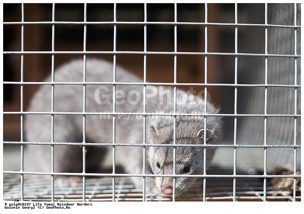 ����, ��������� �����, �������, �����������, �����