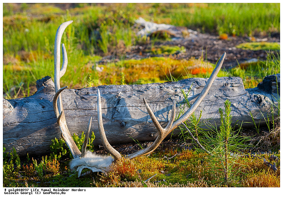 ��������, ��������� �����, ��������� �����, ������ ����