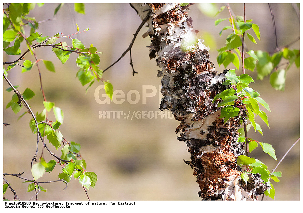 �����-�������, ��������, �������, ��������� �����, ����������, ������