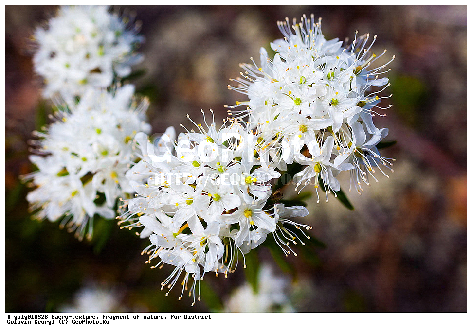 �����-�������, ��������, �������, ��������� �����, ��������, �����, ���������, �����