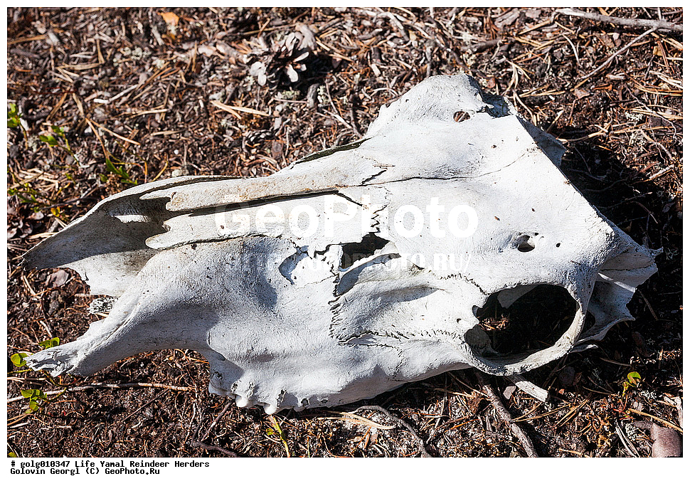 ��������, ��������� �����, ��������� �����, �����, �����