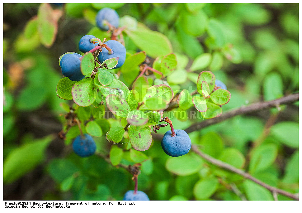 �����-�������, ��������, �������, ��������� �����, ������, ��������, �����, �������, ��������, ��������