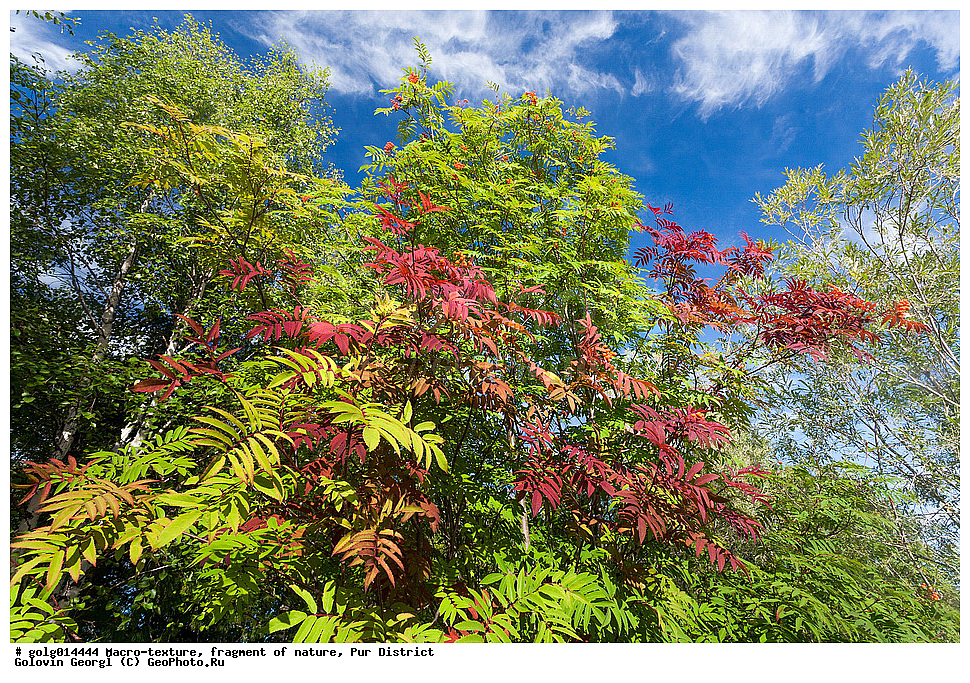 �����-�������, ��������, �������, ��������� �����