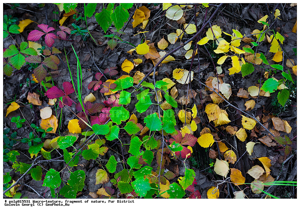 �����-�������, ��������, �������, ��������� �����