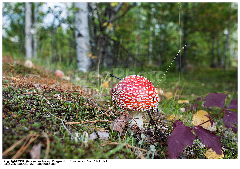 �����-�������, ��������, �������, ��������� �����, �����, �������