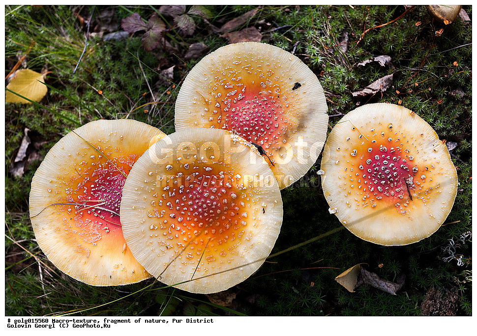 �����-�������, ��������, �������, ��������� �����, �����, �������