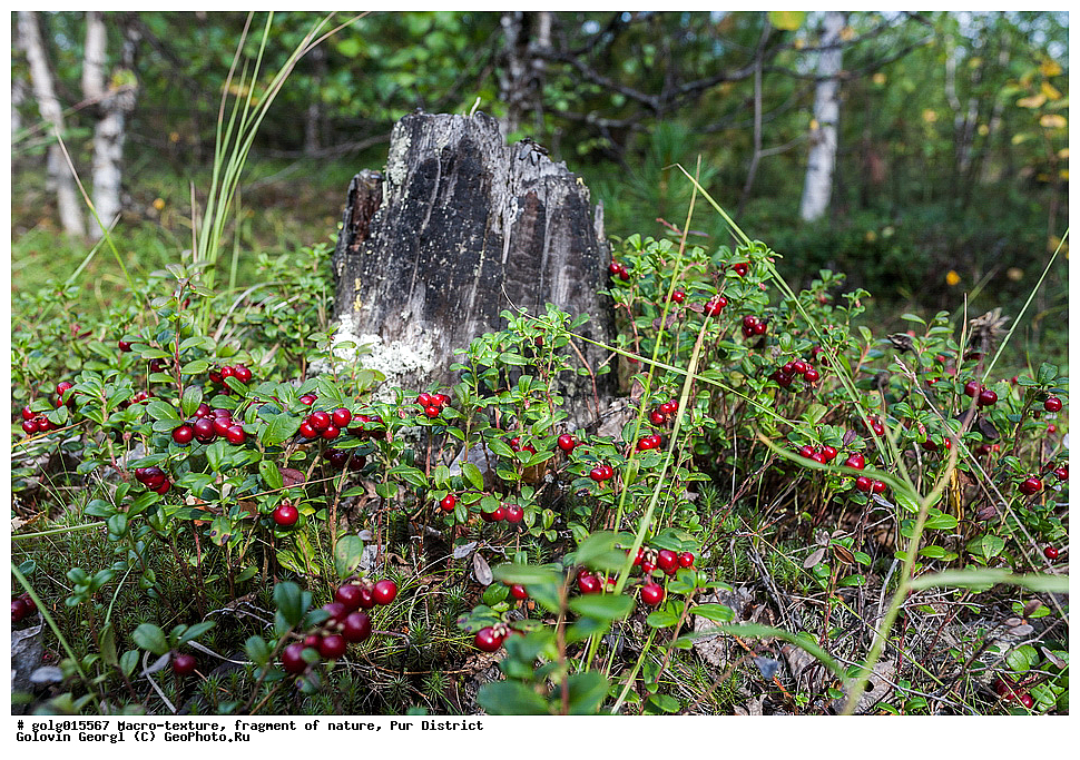 �����-�������, ��������, �������, ��������� �����, ������, ��������, �����, ������ ��������, �����, ���������� ��������, ������������ ��������, ������������ ��������, XYZ, ����������, Ericaceae, ��������, Vaccinium vitis-idaea