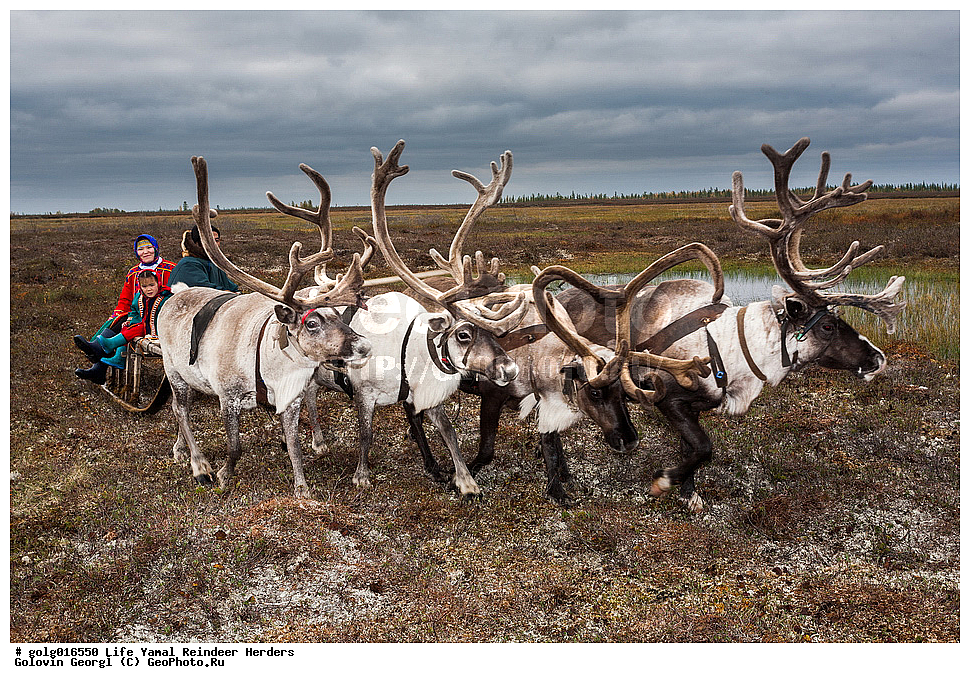 ��������, ��������� �����, ��������� �����, ��������, ��������, ��������, �����, �������������, �������������, �����, �����, XYZ,��������, ������, Cervidae, �������� �����, ������, Rangifer tarandus