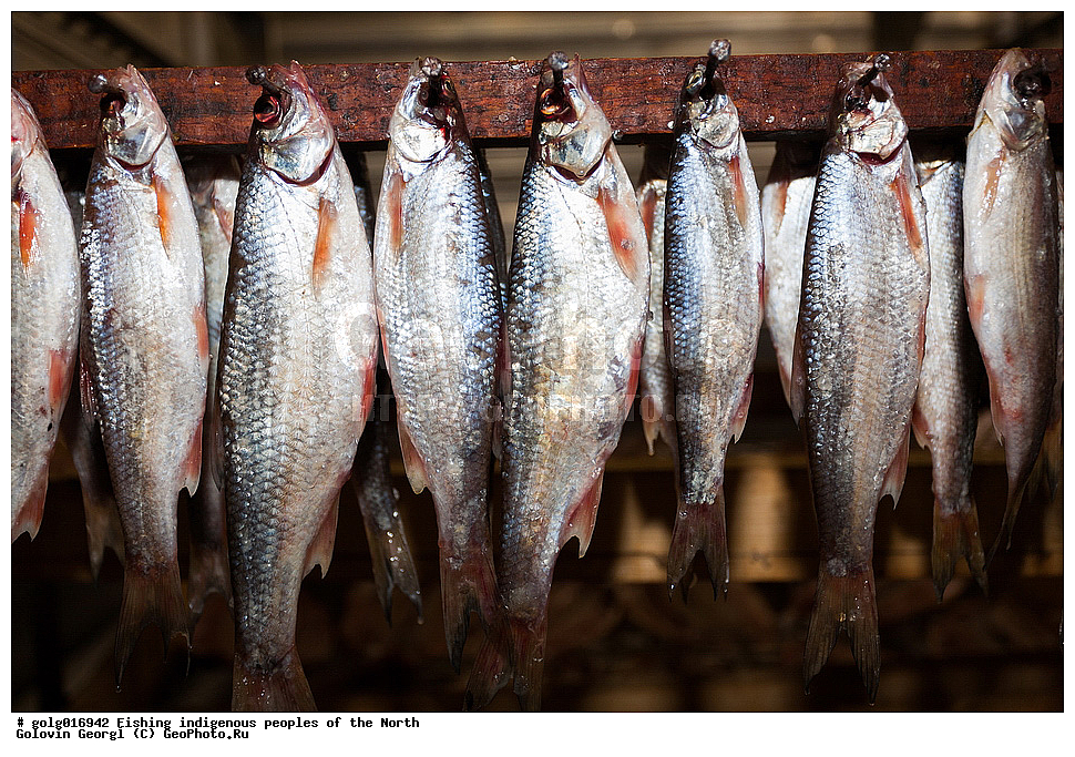 ����� ����, ����, �������� �����, �����, ��������� �����