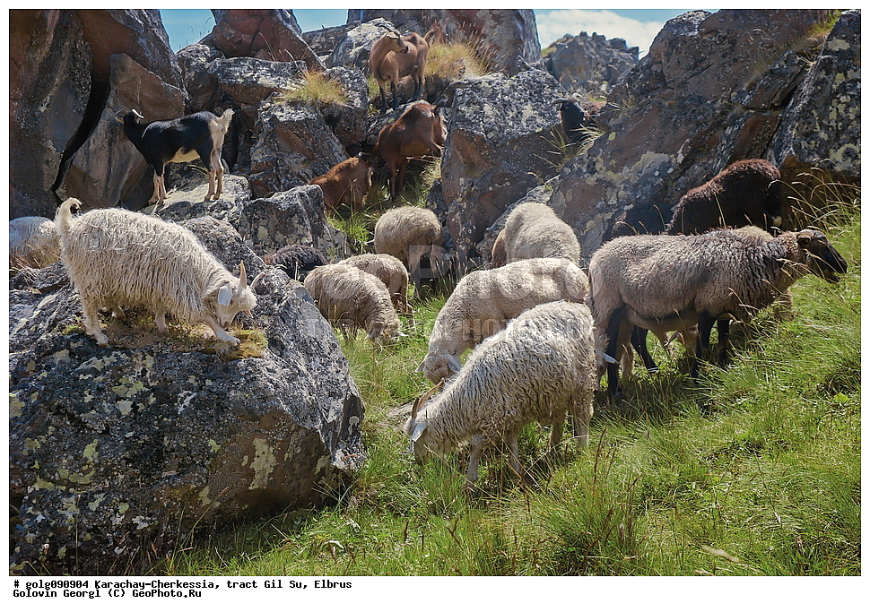 ���������-��������, �������, ����� ��, ������������, ������