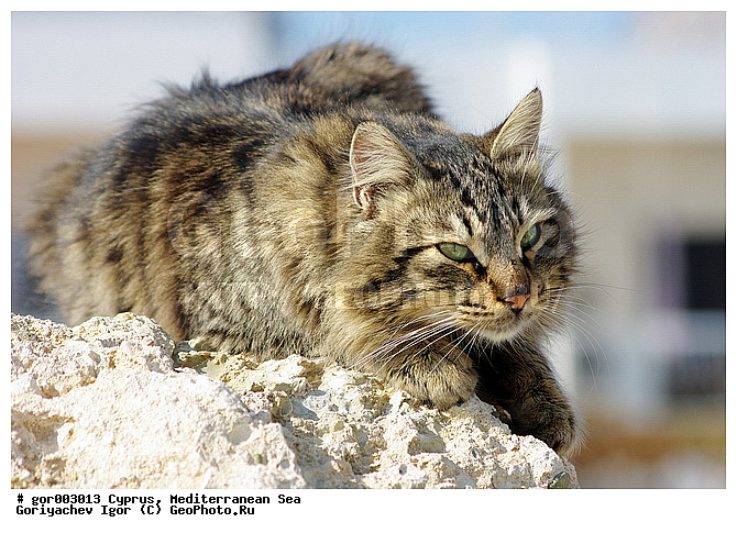 ����, ���, �����, ������ ����