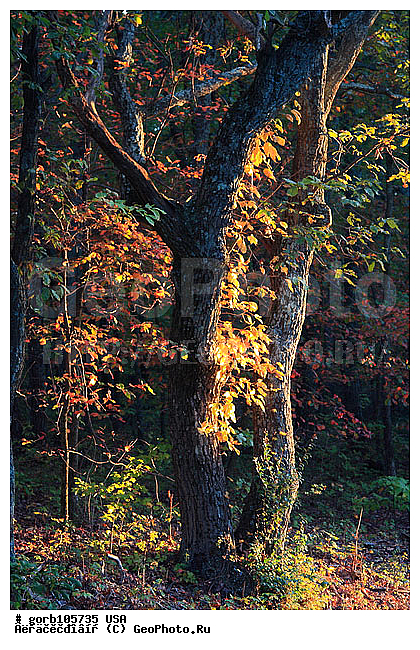 �������, ����������� ����, ���, ���� ��������� , �����, ������, �����, ���� ���������