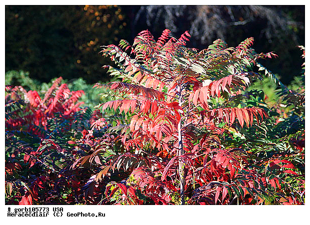 �������, ����������� ����, ���, ���� ��������� , ����, ������, �����, ���� ���������