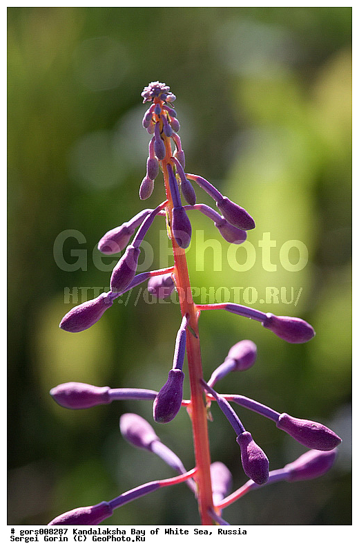 ����� ����, ����-���, ������������� �����, ������, ������, �����, ��������, �����