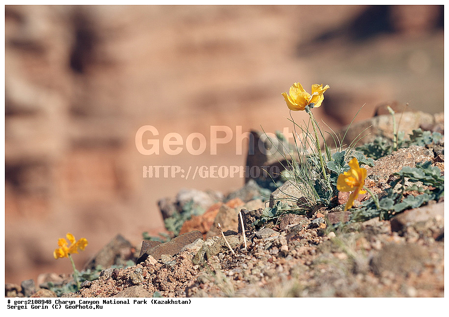 ������������ ����, ��������� ������, ���������, ��������, �������, �����