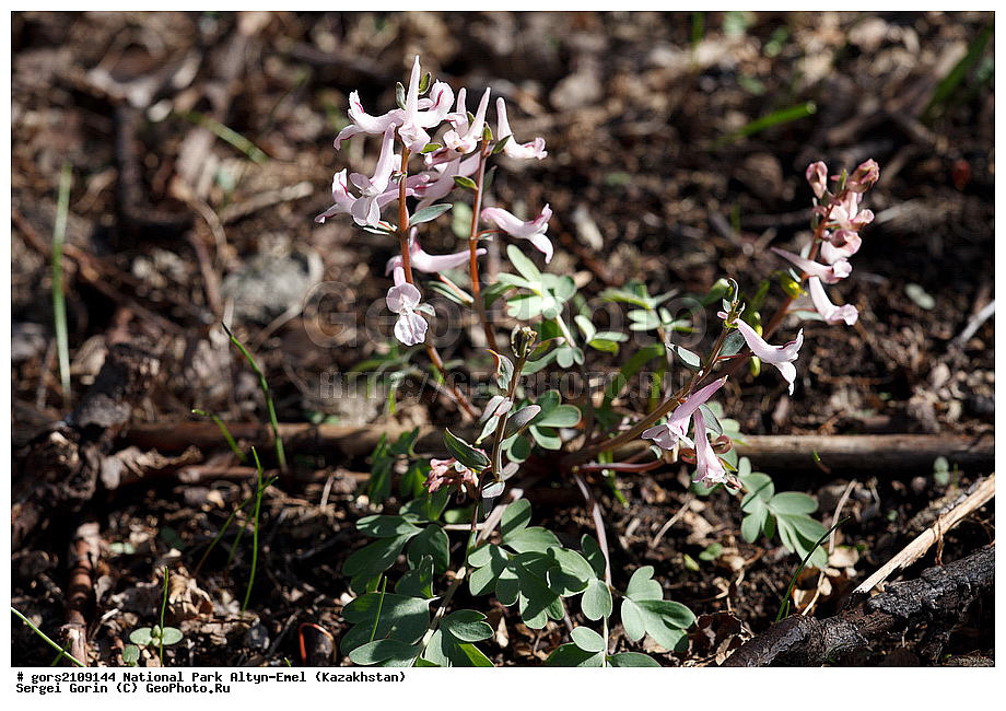 �������� ���������, ������������ ����, �����-�����, ���������, ������, ��������, ����������� ������, ������ ��������, �����, ��������, ���������� ��������, ������, �����, ������������ ��������, �����, XYZ, ����������, Fumariaceae, �������, Papaveraceae, �������� ���������, Corydalis glaucescens, Pistolochia glaucescens