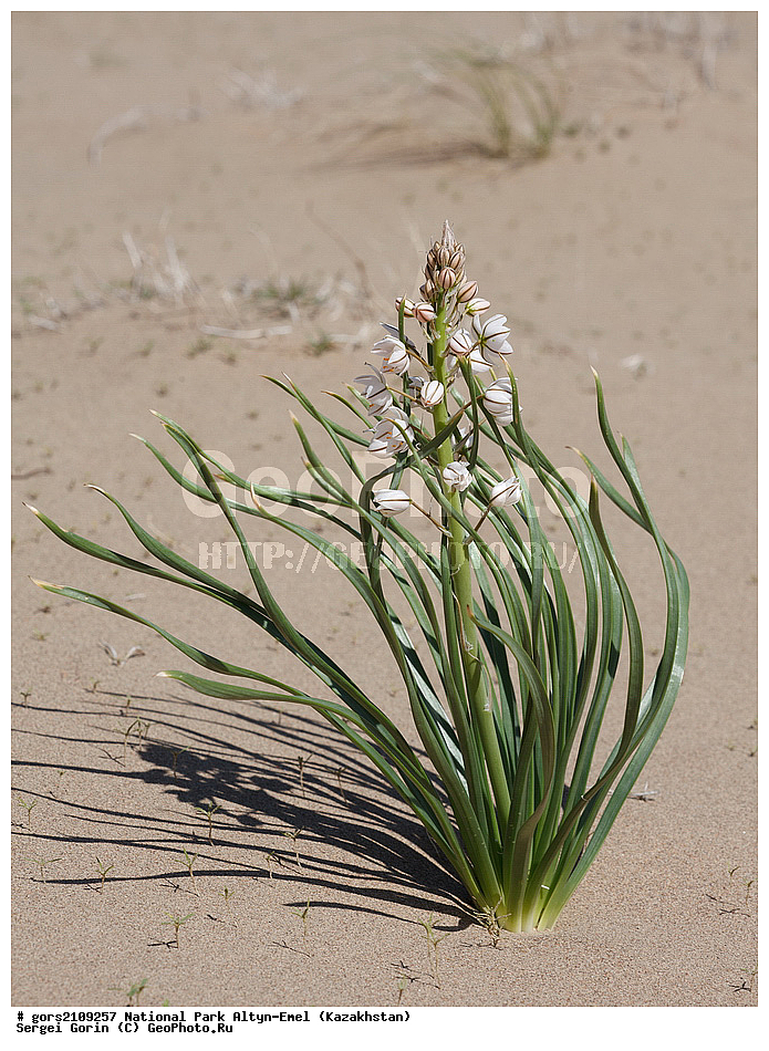 ��������, �������������, ������������ ����, �����-�����, ���������, �������, ������, �����, ��������, ������, ���, ��������, ������, �����, ��������, ���������, ���, ��������, ������ ������, ������ ��������, �����, ��������, ���������� ��������, ������, �����, ������������ ��������, �����, XYZ, ������������, �������������, Asphodelaceae, Xanthorrhoeaceae, �������� �������������, �������� ����������, Eremurus anisopterus, Henningia anisoptera