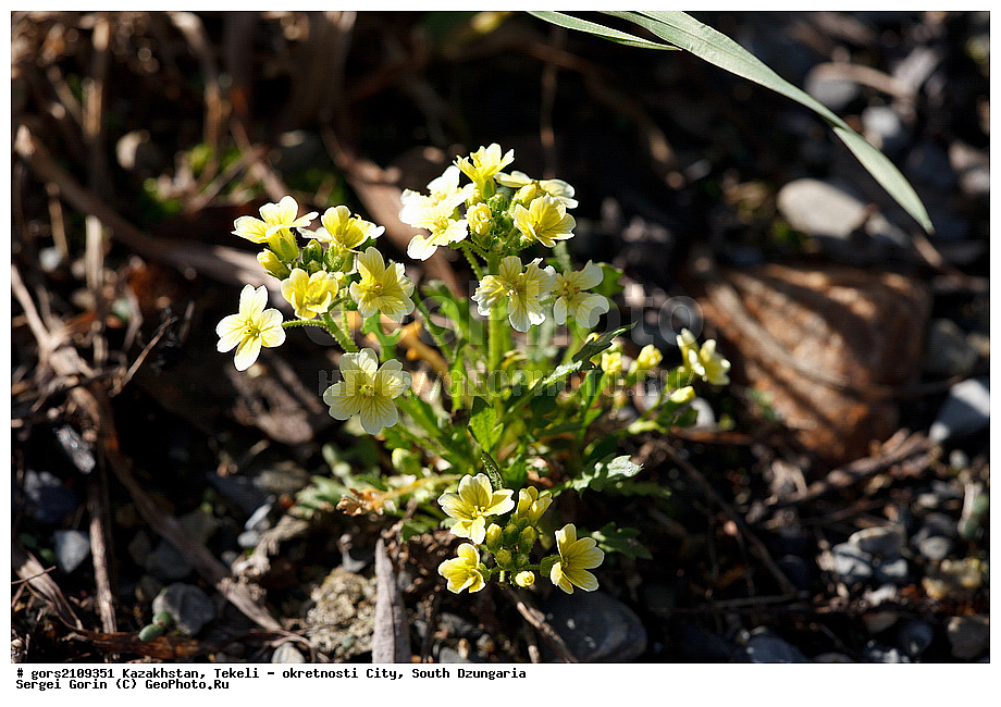 ���������, ������, ����������� ������, ����, ������, ��������, �����, �����, �����, ���������, ���������, ��������������, ׸����������, �����������