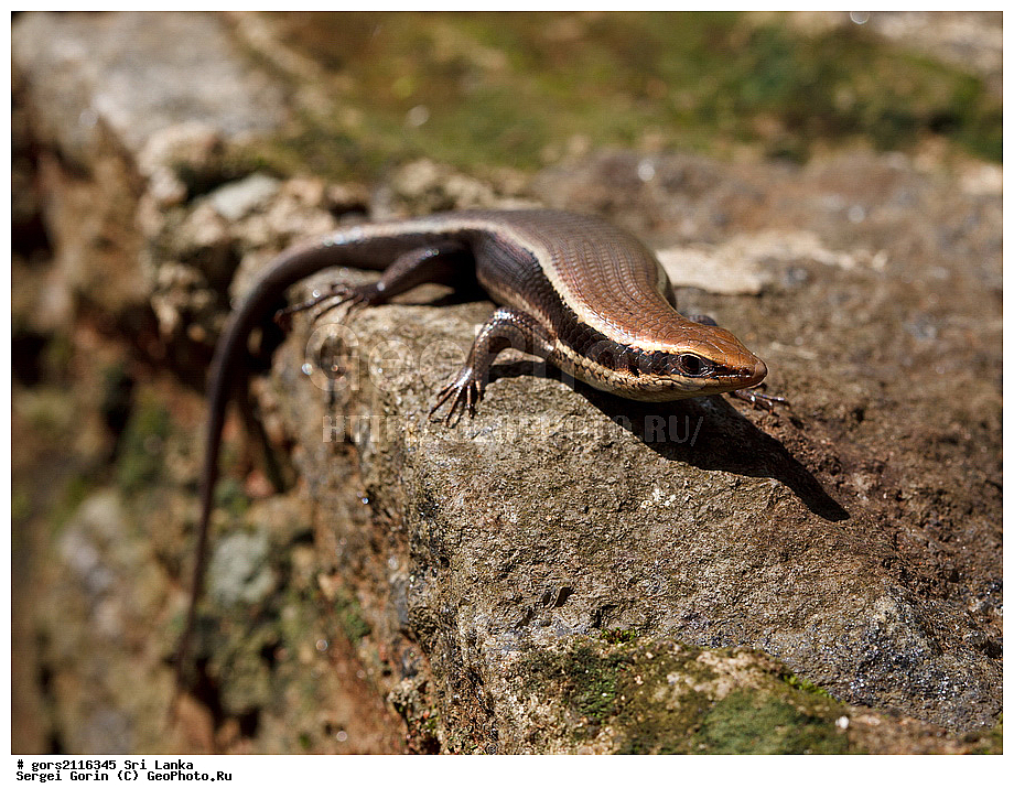 ��� �����