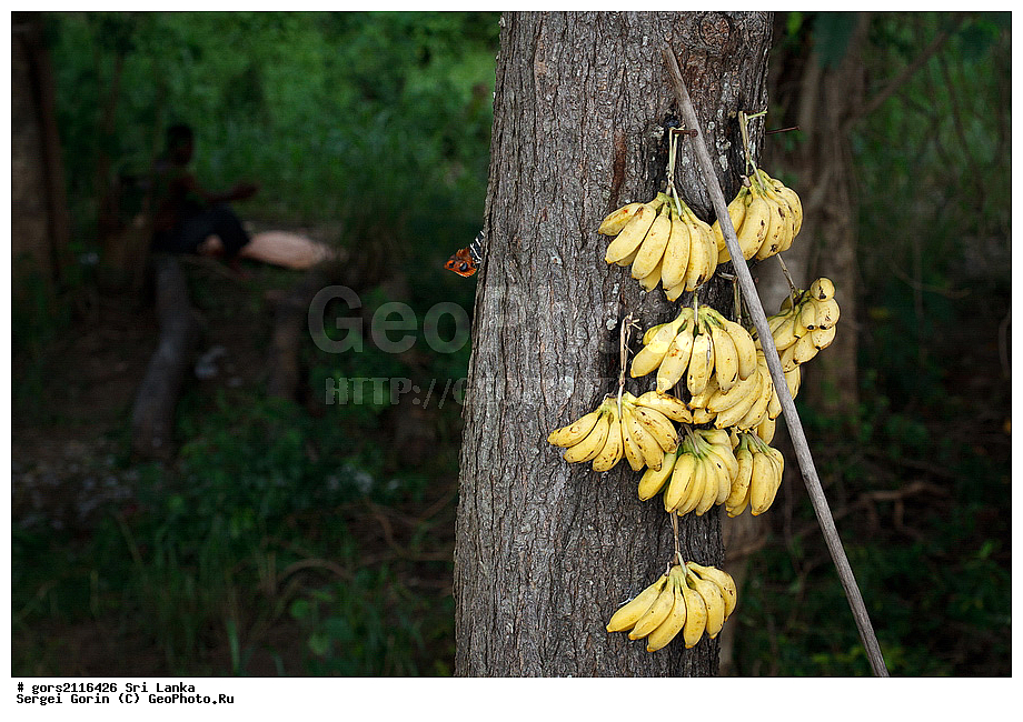 ��� �����