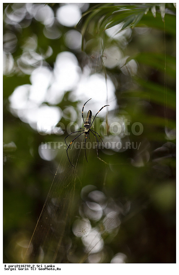 ��� �����