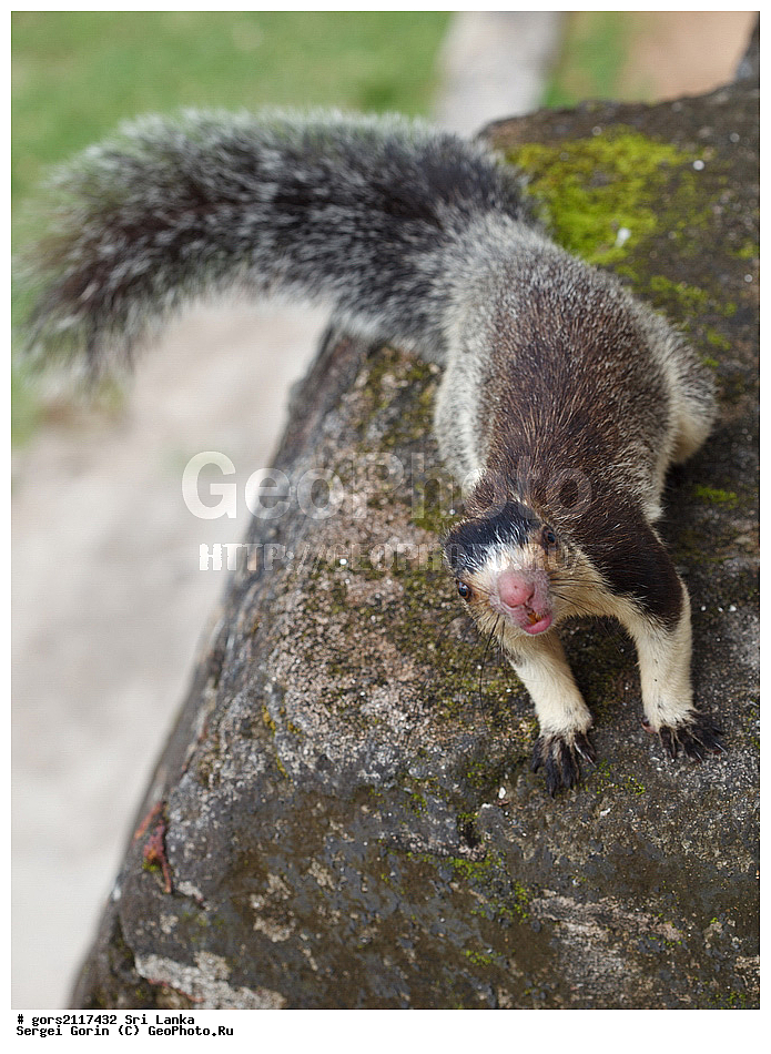 ��� �����