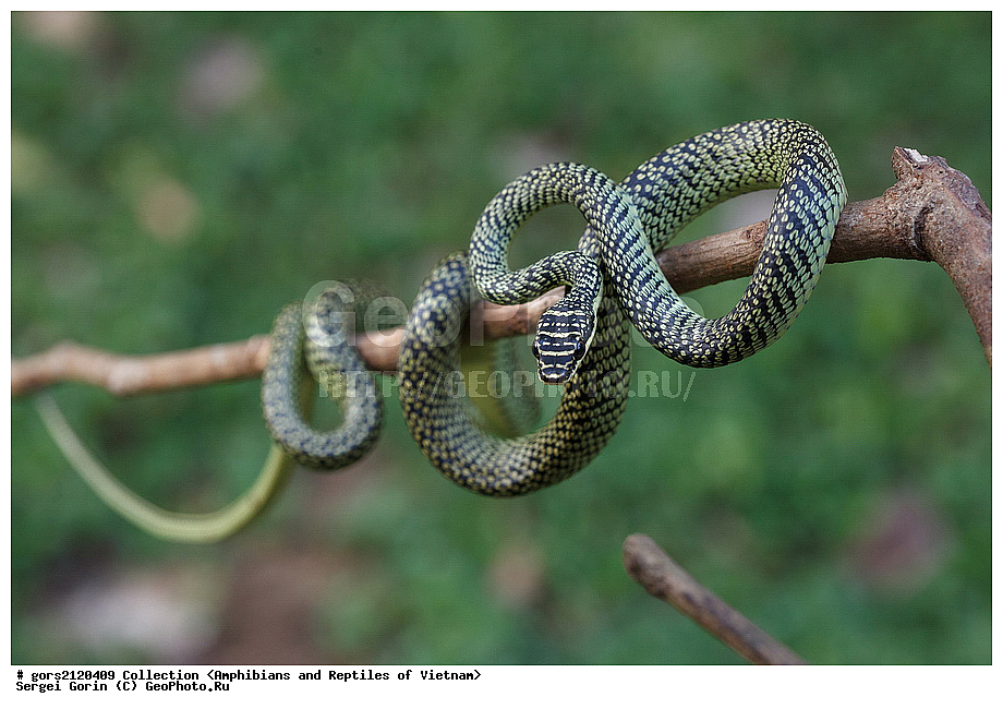 �������, ����, ����, ��������, ������� ���������, ��������, ��������, ��������������, ��������������, ��������, ��������, XYZ, �����������, Colubridae, ������������ ���������� ����, ���������� ��������� ��, �������� ����, Chrysopelea ornata