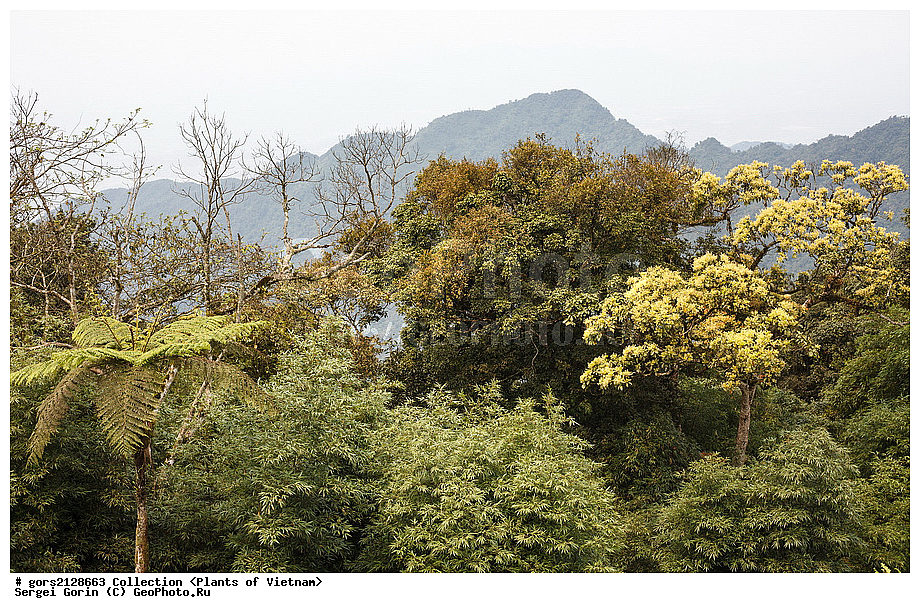 ��������, �����, �������, �����������