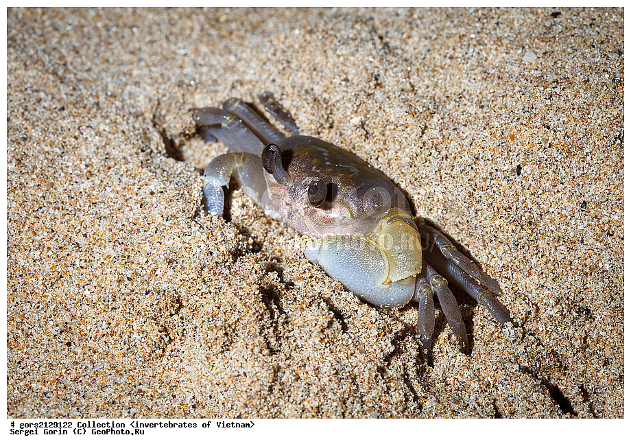 �����, ��������, ��������������, �������, �������, �����������