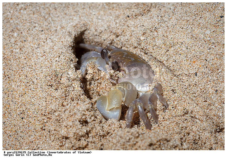 �����, ��������, ��������������, �������, �������, �����������