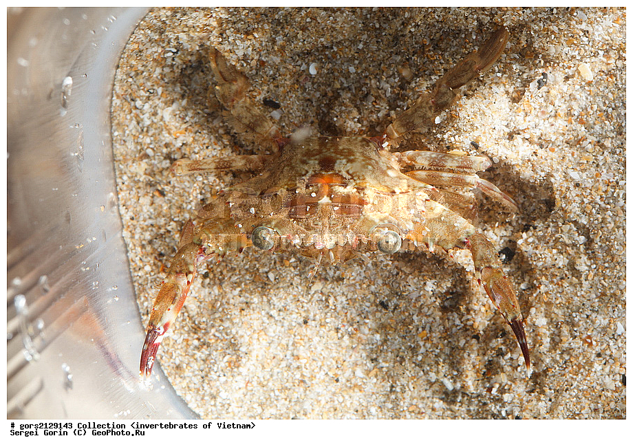 �����, ��������, ��������������, �������, �������, �����������