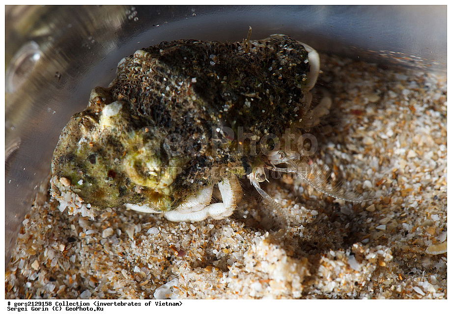 �����, ��������, ��������������, �������, �������, �����������