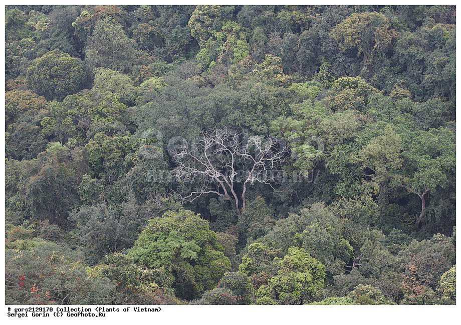 ��������, �����, �������, �����������