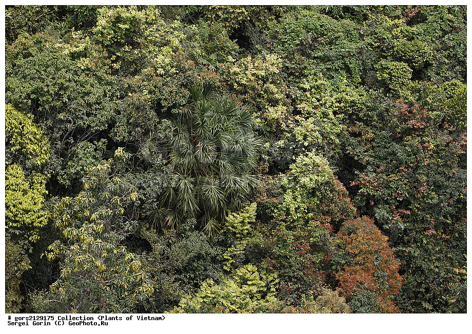 ��������, �����, �������, �����������