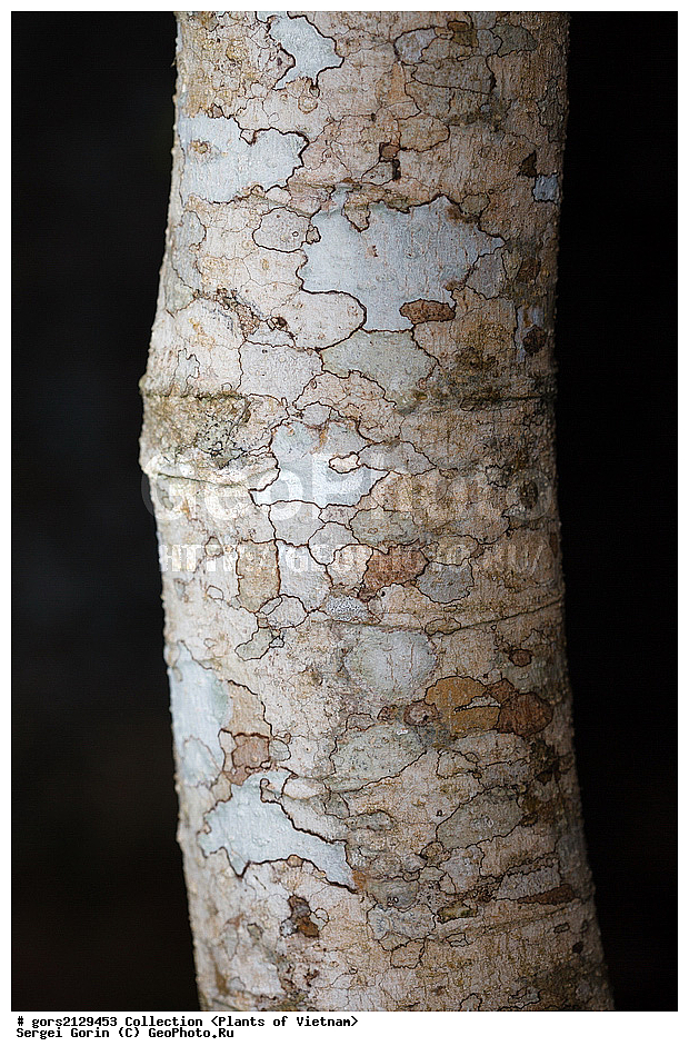 ��������, �����, �������, �����������