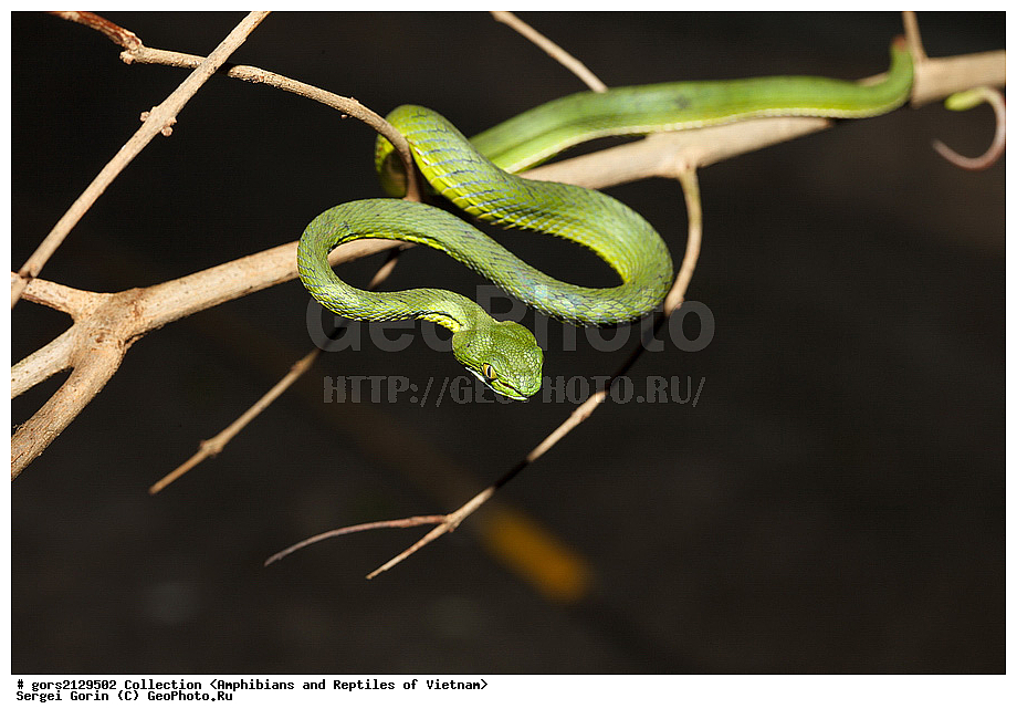 �������, ����, ����, ��������, ������� ���������, ��������, ��, ������������ ����, ����� ������, ������ ���������� �������� ������, ��������, ��������, ��������������, ��������������, ��������, ��������, XYZ, ���������, Viperinae, ��������� ������� �����, Trimeresurus stejnegeri, Viridovipera stejnegeri 