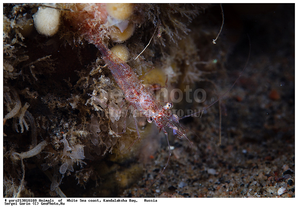  ��������, �����, ����,   ������������� �����, ������, �����, �������� ����, ���������, ��� ���, ����������, ��������, ��������� 