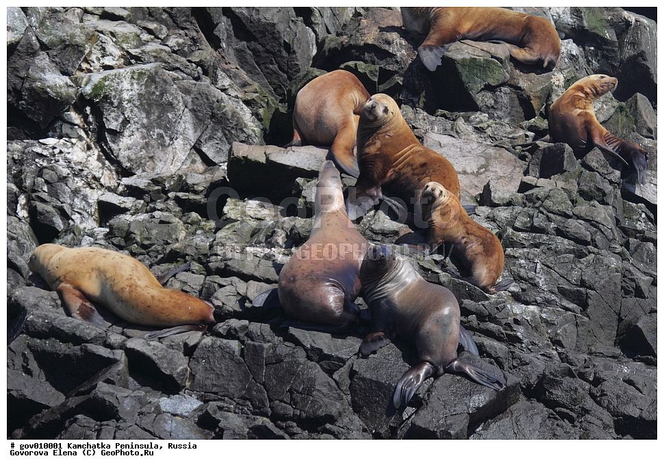 ���������� ��������, ���������� ����, ��������� ����������, ������, ��������, ��������, ������� �������������, ������� �������������, ������� �����, ������� �����, XYZ, ������� ������, Otariidae, �����, �������� ������� ���, Eumetopias jubatus